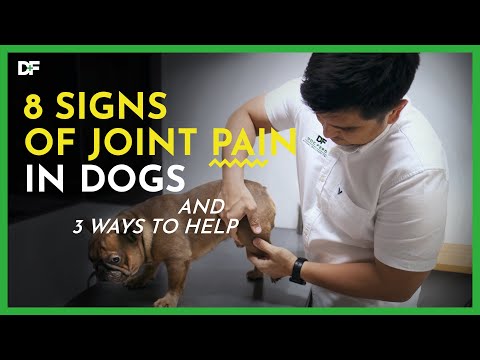 How To Know If Your Dog Is Experiencing Joint Pains