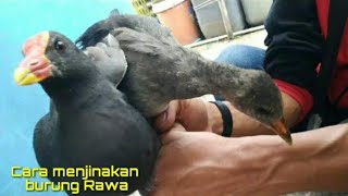 Download lagu How to tame a peruk bird, a mandar batu bird that has failed to tame automatically becomes tame a... mp3