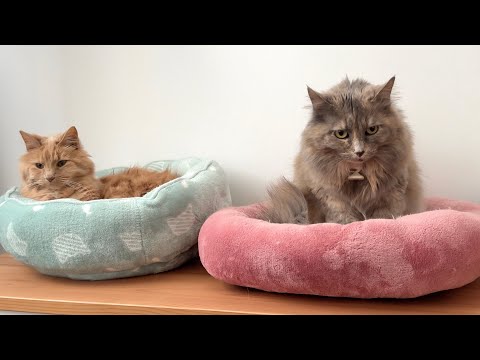 Our cats used to HATE each other then THIS Happened