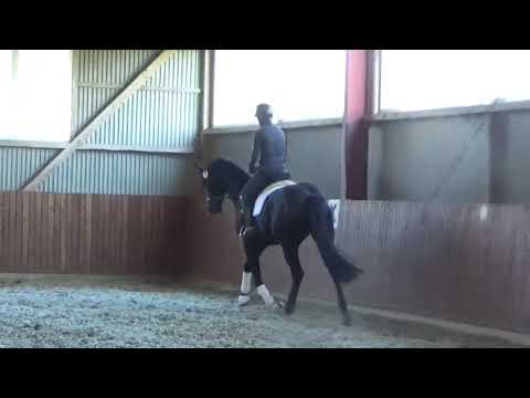 2016 Hanoverian gelding Finest x Laurentio x De Niro