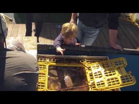 FishLine® Fresh Local Seafood Video