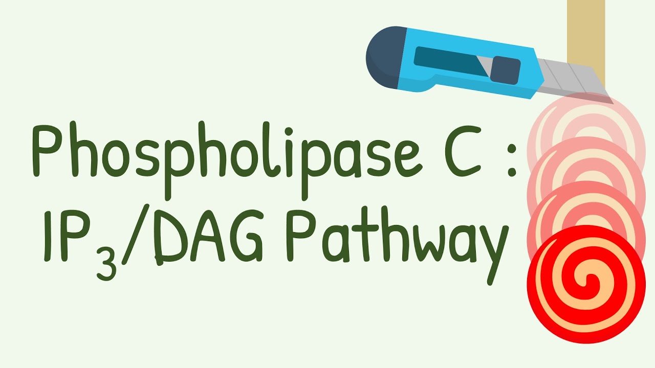 Phospholipase C - IP3, DAG Pathway || Gq protein pathway