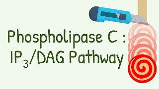 Phospholipase C - IP3, DAG Pathway || Gq protein pathway