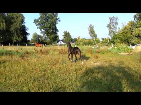 Hengstfohlen von Diarado -  Leandro - Caletto I