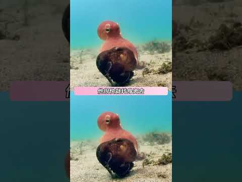 终于理解为什么痞老板会爱上一台电脑了#探索海洋生物  #海洋动物奇观 #章鱼