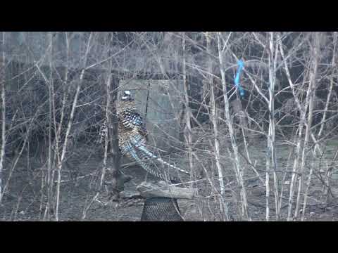 Reeves's Pheasant courtship dance