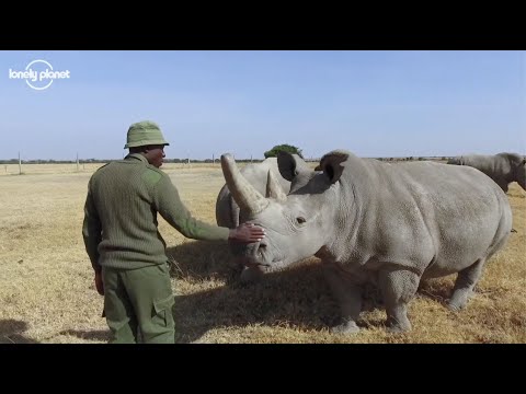 拯救犀牛：Covid-19期間偷獵猖獗 (Save the rhinos: poaching pandemic during Covid-19)