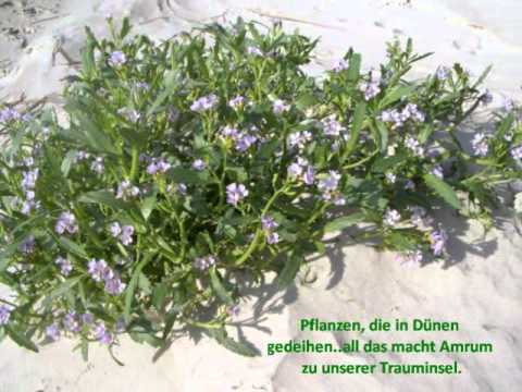 Amrum uns're Perle in der Nordsee