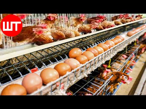 , title : 'How Millions of Eggs are Produced In Poultry Farms | Automatic Egg Production Farm'