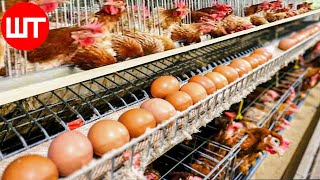 How Millions of Eggs are Produced In Poultry Farms | Automatic Egg Production Farm