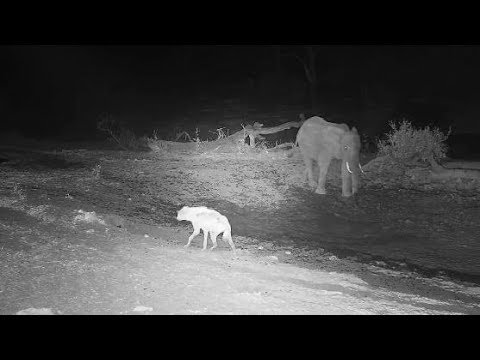 Djuma: Lone Elephant and Corky the Hyena - 18:48 - 10/27/19