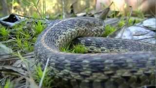 preview picture of video 'Eastern Garter Snake'