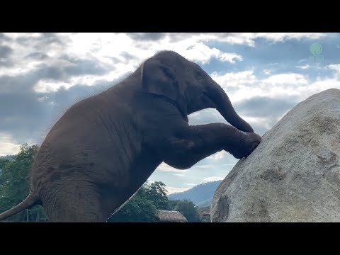 Curious Baby Elephant Wan Mai With The Huge Stones - ElephantNews