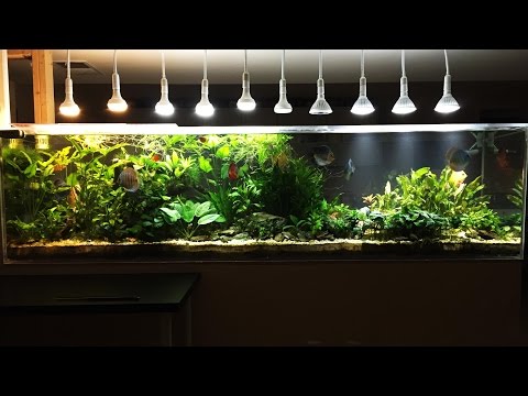 240 Gallon Planted Discus Tank January 2016 part 1