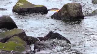 Dipper at Glynn, County Antrim, Northern Ireland