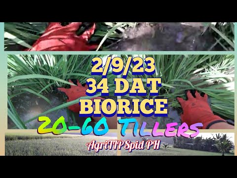 New Hybrid BIORICE @ 34 DAT 20-60 Tillers/Suwi 200 Cavans per Ha. Target Yield