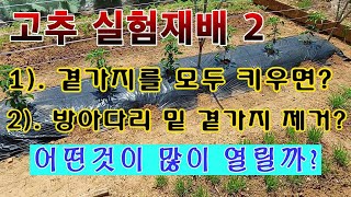 [텃밭농부. 1,056]  고추 실험재배 2. 곁가지 있고 없고의 수확량 비교 #고추재배 #