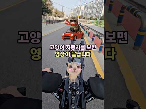 고양이 자동차?!