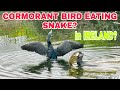 SNAKE IN IRELAND CORMORANT BIRD FIGHTING WITH SNAKE