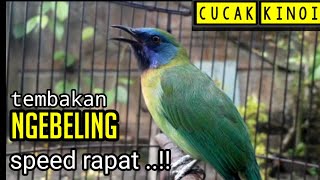 Download lagu TEMBAKAN TAJAM CUCAK KINOI mp3