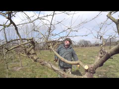 Renewal pruning a big apple tree with the Silky saw