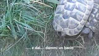 preview picture of video 'Accoppiamento tartarughe a Mandas'