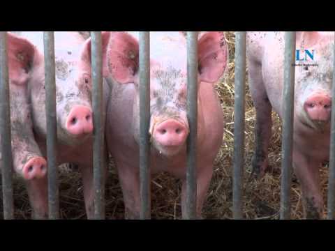 Du musst ein Schwein sein..Teil 3: Der Demeterhof