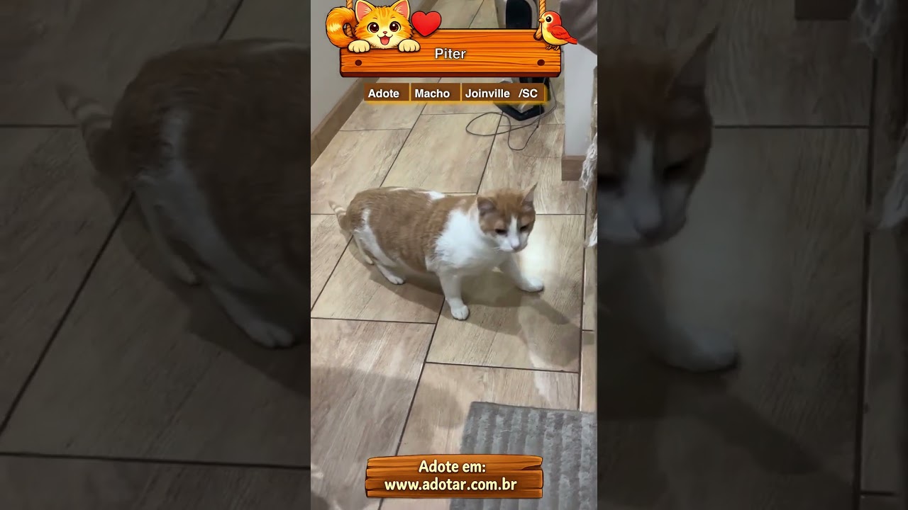 Gato raça SRD-ViraLata idade 6 ou mais anos nome Piter