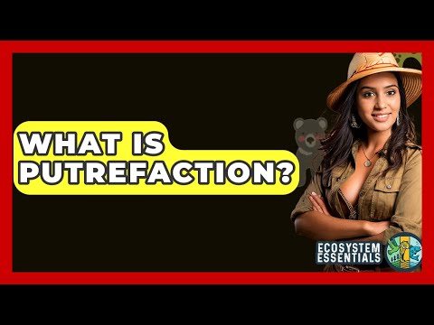 What Is Putrefaction? - Ecosystem Essentials