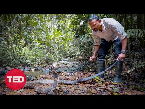 A king cobra bite -- and a scientific discovery