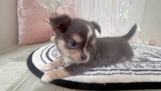 チワワ（ロング）の動画01