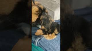 Download lagu manja..kucing bunting ni. mp3 Download lagu manja..kucing bunting ni. mp3