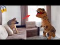 Animals Being Jerks! When Your Funny Dog Gets Angry | Pets Island