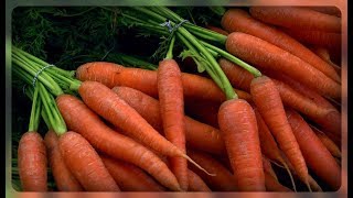 Питание и удобрение моркови видео