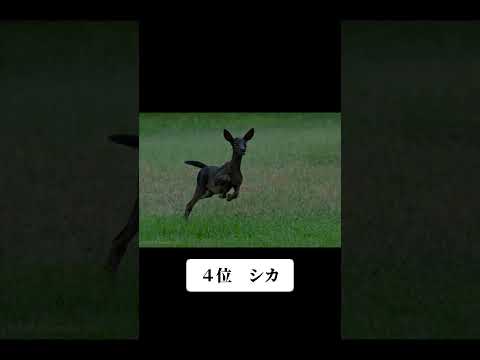 アルビノ動物 - 情報、例、写真 - 有名なアルビノ動物