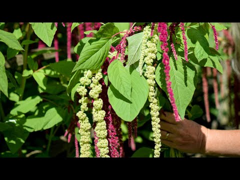 Amaranthus Grow-A-Long