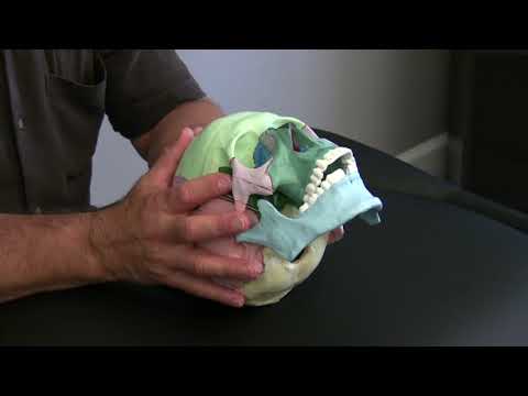 Greater Vault Hold - Lyons Institute Biodynamic Craniosacral Therapy