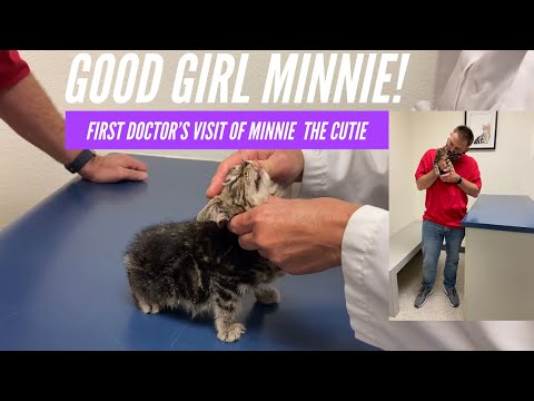 8 WEEKS OLD ADOPTED KITTEN FIRST CHECK UP AT ORCHARD VETERINARY HOSPITAL || FILAM COUPLE