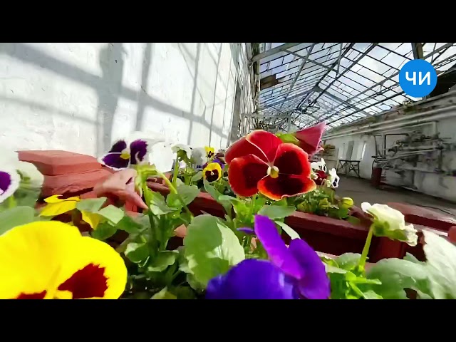 В Набережных Челнах высадят более миллиона цветов