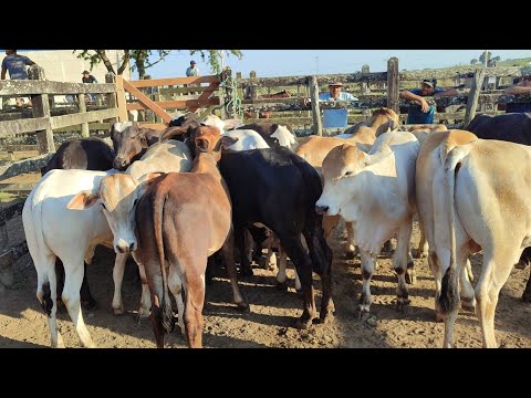 Feira de gado de São João-PE 7-9-2026 bom feriado pra todos 