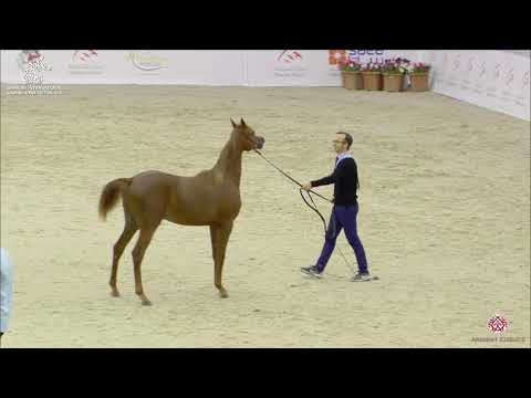 N 142 ARJUWAN AL BIDAYER   Sharjah Arabian Horse Festival 2020   Yearling Colts Class 7A