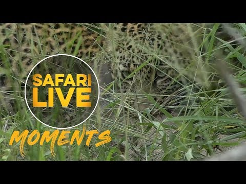 *WARNING GRAPHIC CONTENT* Young Leopard Makes a Kill