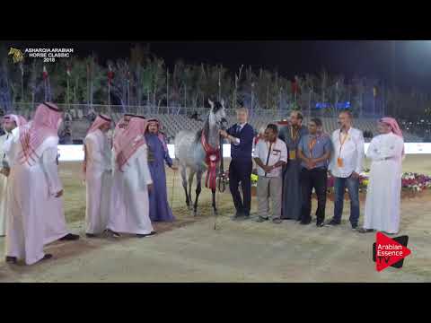 N.230 KADIJA AL KHALEDIAH - SILVER MARE - Mares Championship
