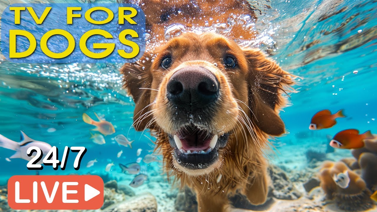 🔴[LIVE] Dog Music🐶Relaxing Music for Dogs with Anxiety🎵Separation anxiety relief music💖Dog Calm