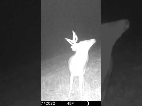 Trail Cam Short: Interesting New Buck Shows Up On Camera | 2022 TN Deer Season