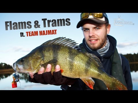 Flams & Trams ft. Team Hajmat | Perch Fishing with McRubber Big Bass