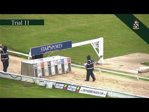 Bubbly Magnum Wins His 500m Trial In Trap 3 At Towcester 18/5/2021 🐾🐾🐾🐕🐶