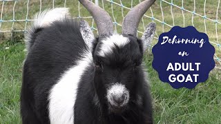 Dehorning an Adult Goat using Bands