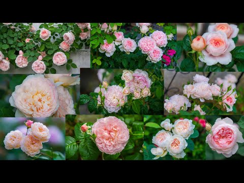 Light Pink Roses 2023 by David Austin in Luna’s Rose Garden