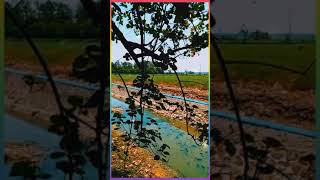 Download lagu STORY WA 'SALEHA' ( Rhoma Irama )  https://youtu.be/z7NAn44D_LQ mp3